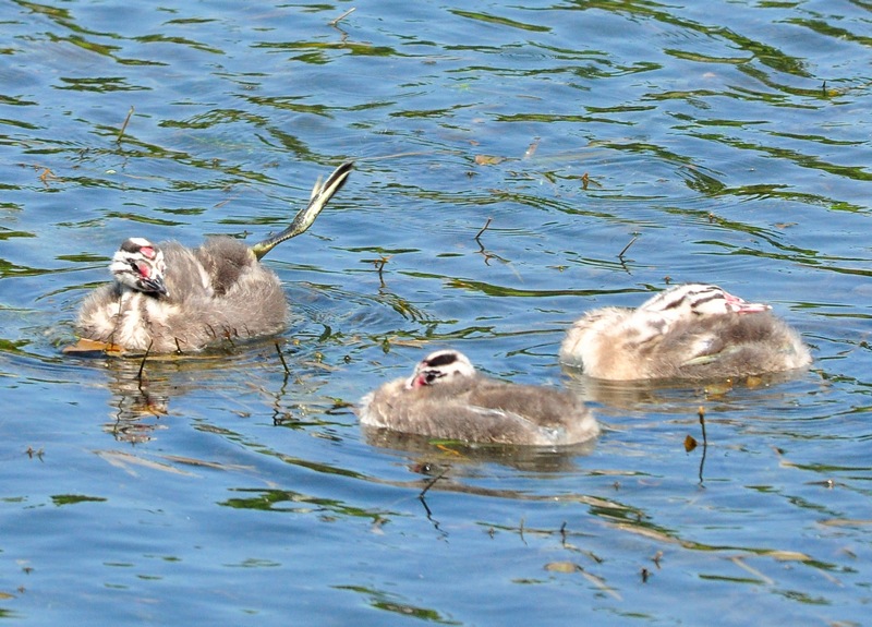Avifauna humor